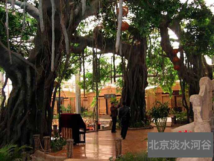仿真榕樹制作新高度，高端的仿真榕樹制作技巧談