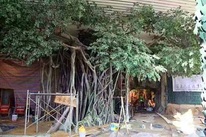 仿真榕樹批發(fā)市場怎么樣？仿真榕樹的發(fā)展前景如何？