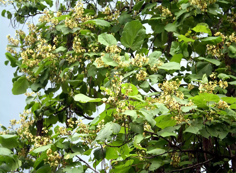 “catawba”樹及其毛毛蟲知識分享盡在北京圣園工程