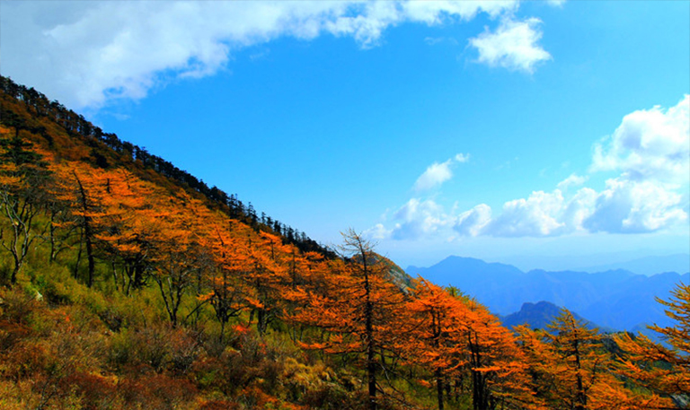 聯(lián)邦和州林業(yè)援助計劃美國政府不會以植樹成本幫助土地所有者