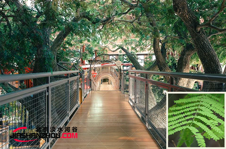 仿真樹上復(fù)合樹葉為認(rèn)識(shí)仿真樹的鑰匙是快速簡(jiǎn)便的方法