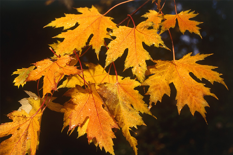 圣園工程搜集說明關(guān)于裂葉和無葉的詳細信息