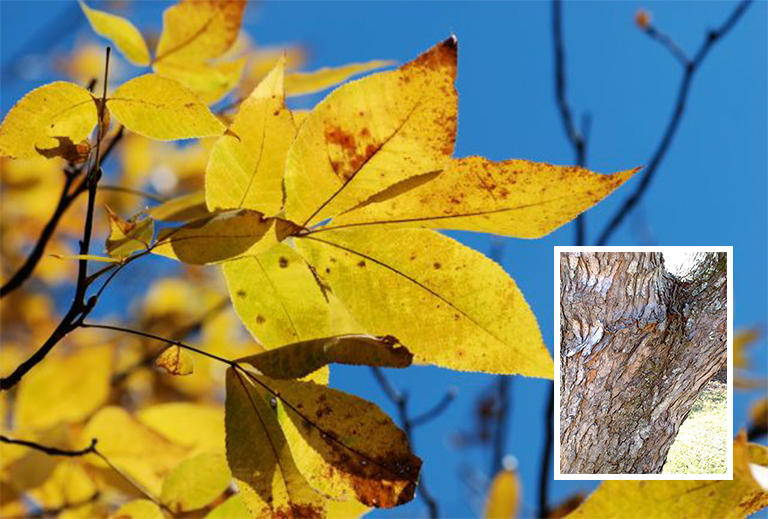 史上全細休眠樹識別庫（四）