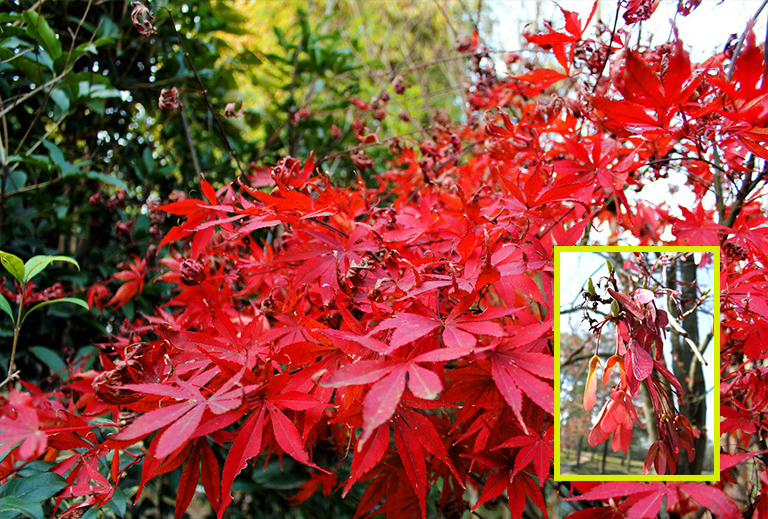 史上全細休眠樹識別庫（五）