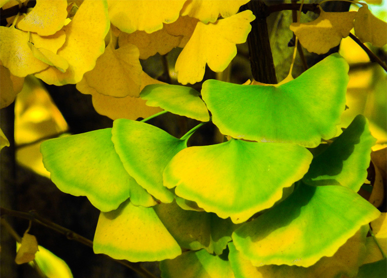 基本銀杏葉資料信息-研究冰河時期消滅的古老景觀標本（一）