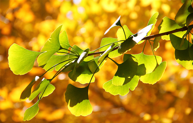 基本銀杏葉資料信息-研究冰河時期消滅的古老景觀標本（二）