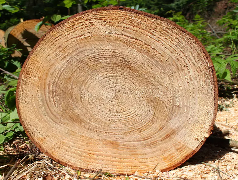 樹木橫截面的圓盤或曲奇可能是兒童和成年人佳植物教具之一