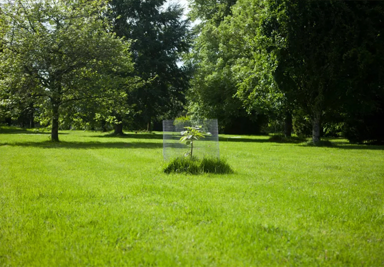 如何以及何時(shí)給景觀樹澆水-什么時(shí)候不給樹澆水