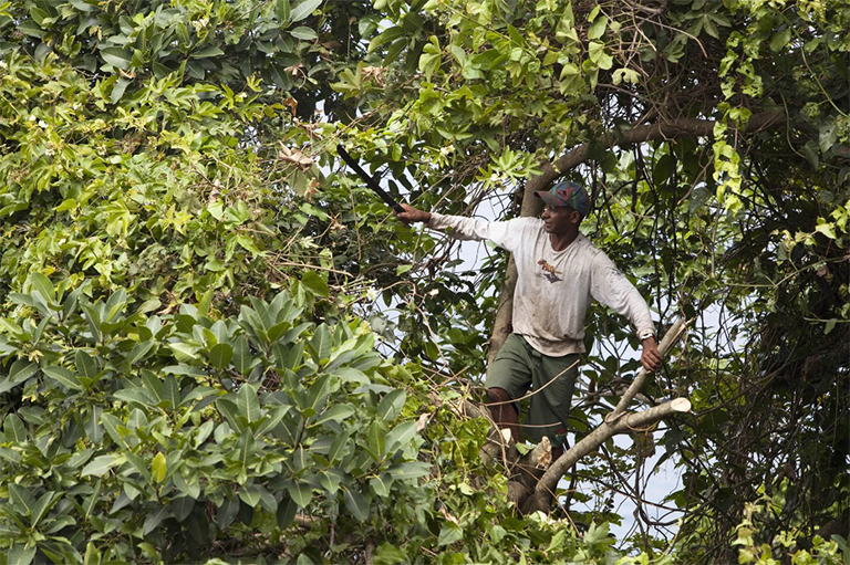 Shigo三步樹修剪方法-自信修剪無(wú)損傷梅花樹肢體