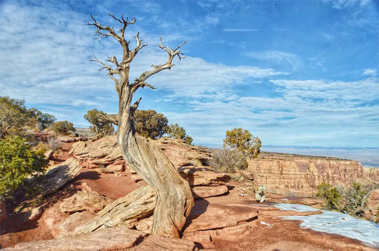是什么原因?qū)е聵淠舅劳?可能造成樹木死亡的5個因素