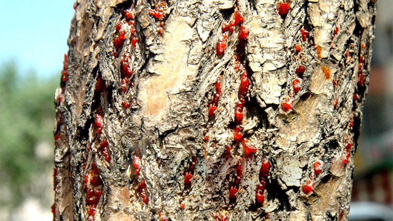 32多種常見的樹木病害導(dǎo)致大多數(shù)樹木的健康下降和死亡（四）