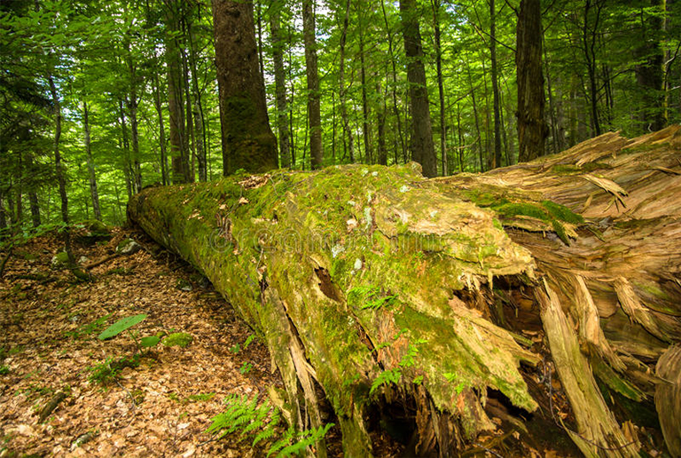 診斷和控制樹木中的心臟腐爛-樹心材的常見b