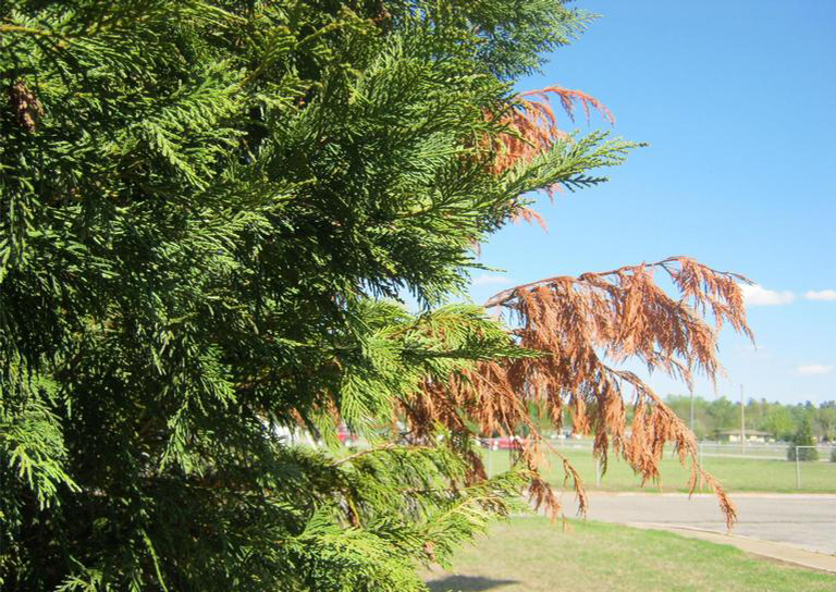 萊蘭柏樹(shù)上的潰瘍真菌-Seiridium Canker