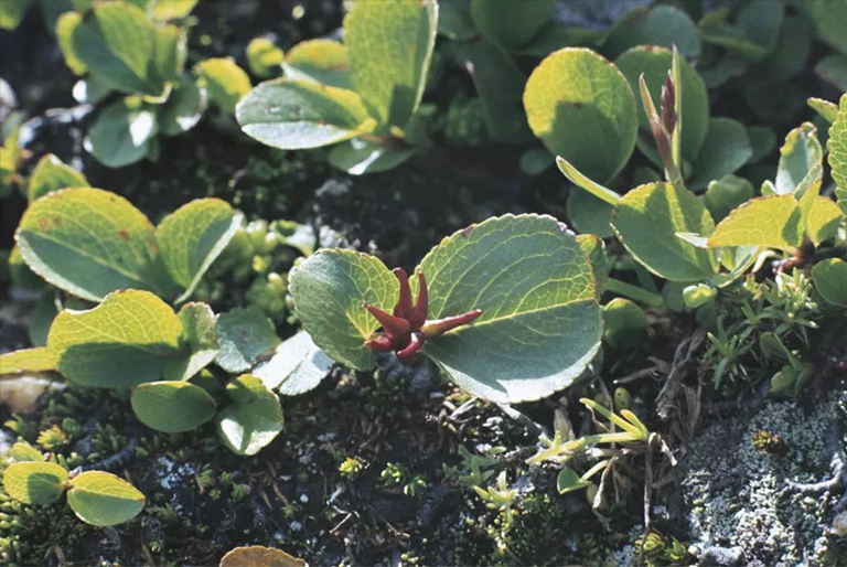 有世界上小的樹種嗎？