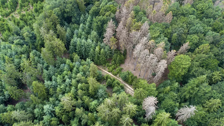 各種致命的針葉樹b詳細(xì)介紹
