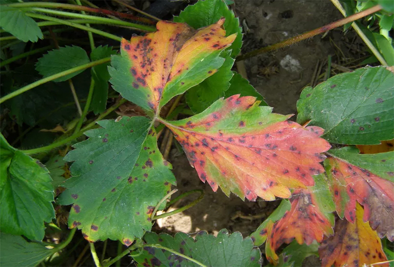 葉燒焦樹b預(yù)防和控制-由不利的環(huán)境引起的