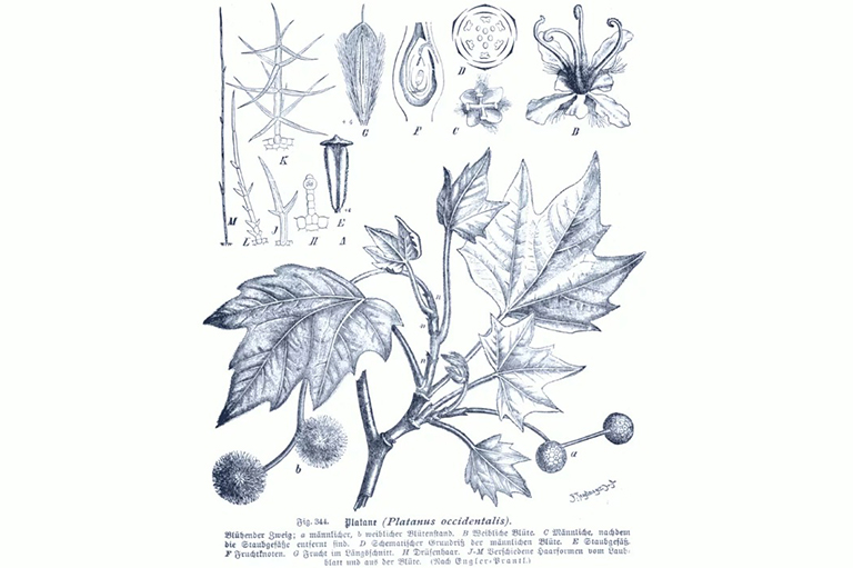 收集和準(zhǔn)備種植無花果種子