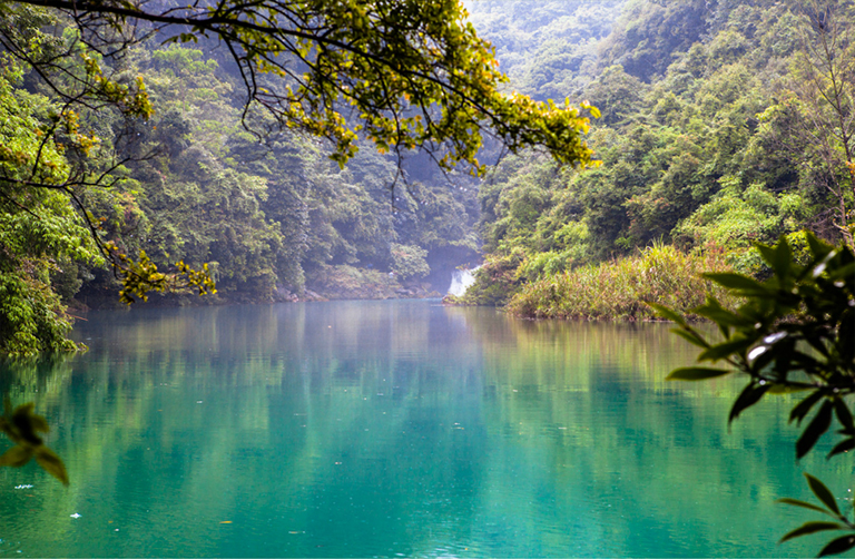 探索有關(guān)森林生物群落的有趣事實(shí)