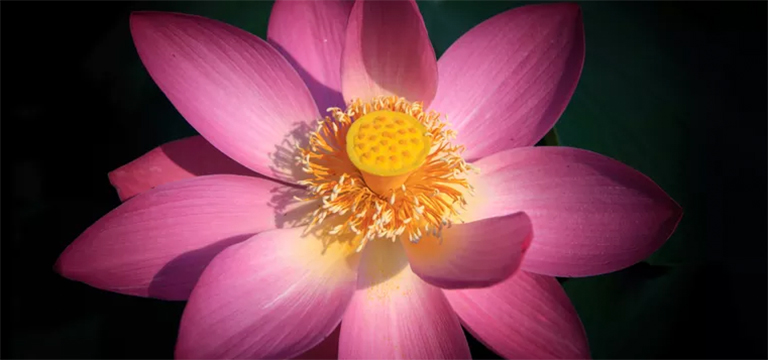 開(kāi)花植物測(cè)驗(yàn)的部分-您對(duì)植物零件了解多少