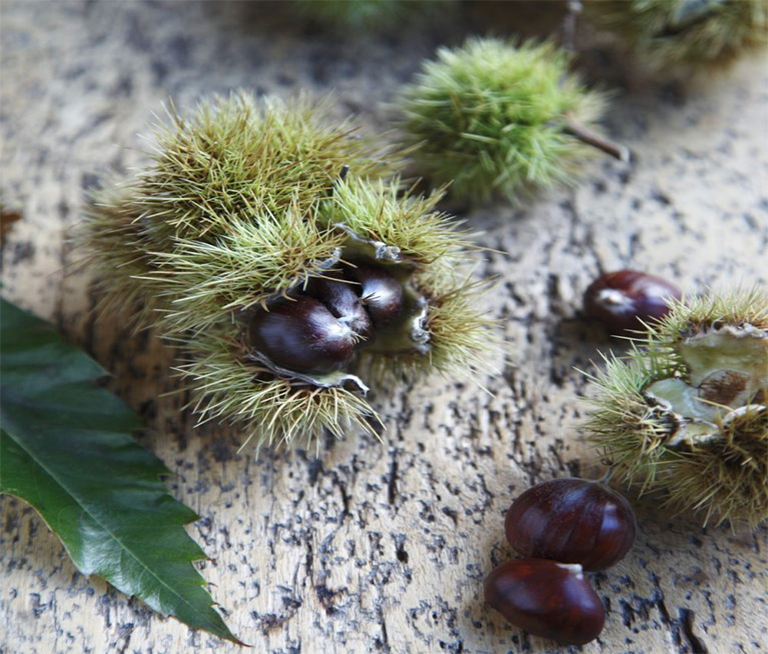 11月在植物花園里要做的工作—播種、設計和裝飾（上）