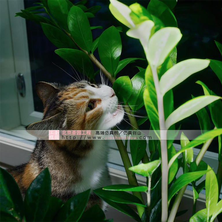 為什么有些貓會吃室內(nèi)布置的裝飾植物？