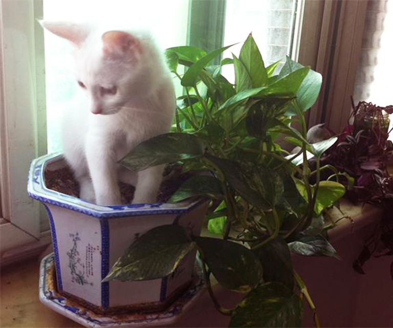 人工仿真樹廠家北京圣園告訴你哪些室內(nèi)植物對寵物有毒(上)