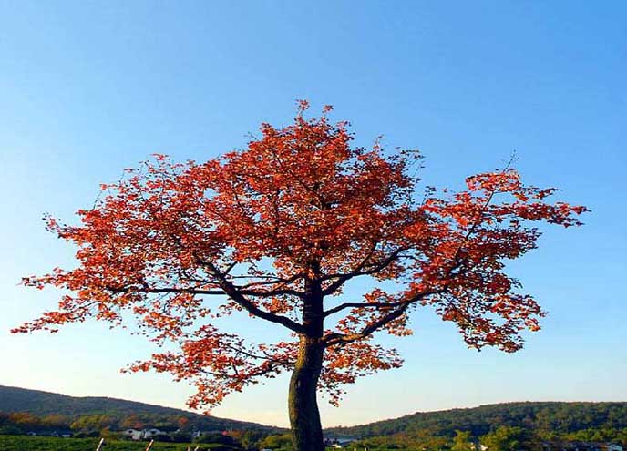 仿真桃花樹(shù)