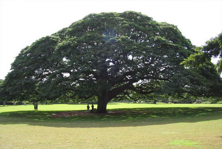 夏威夷檀香山Moanalua花園中的日立樹(shù)
