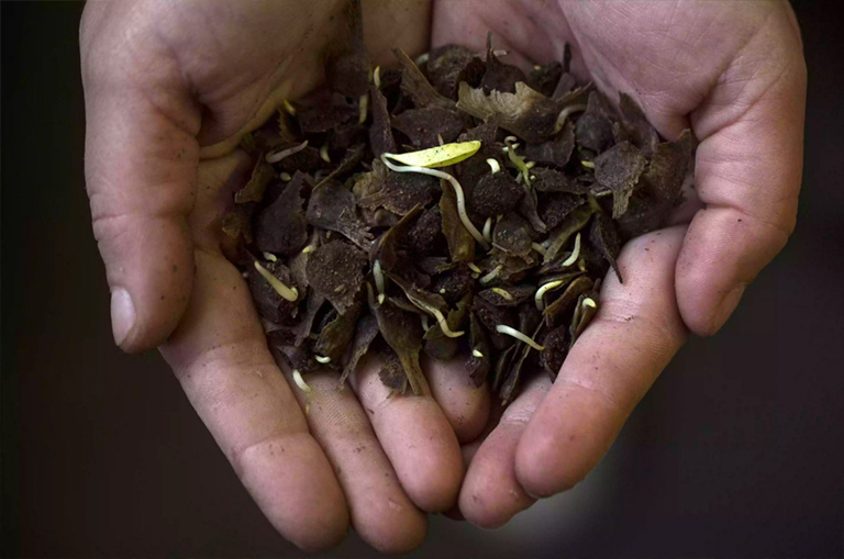 在某人手中發(fā)芽樹(shù)種子