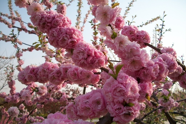 花粉過(guò)敏