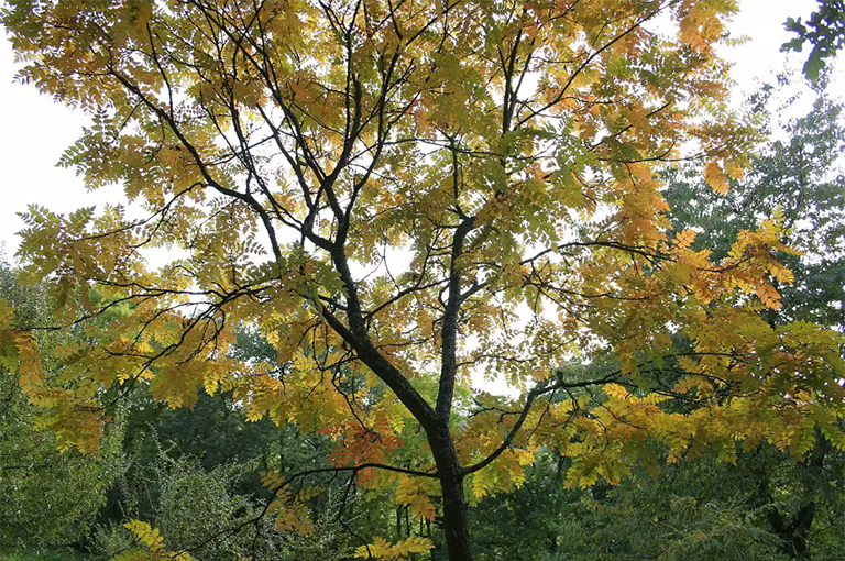 金雨樹(shù)（Koelreuteria paniculata）