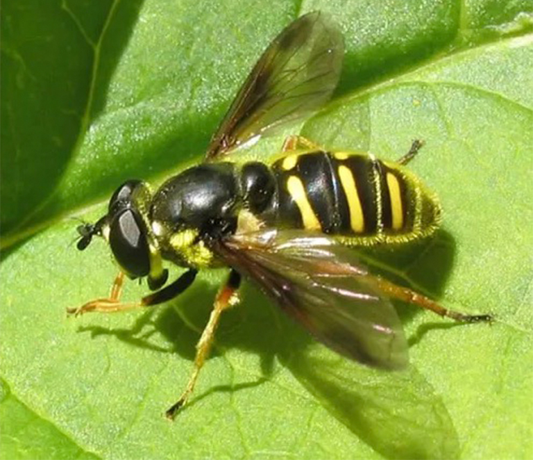 一只黑色和黃色的蜜蜂看起來(lái)的syrphid在一片綠葉上飛