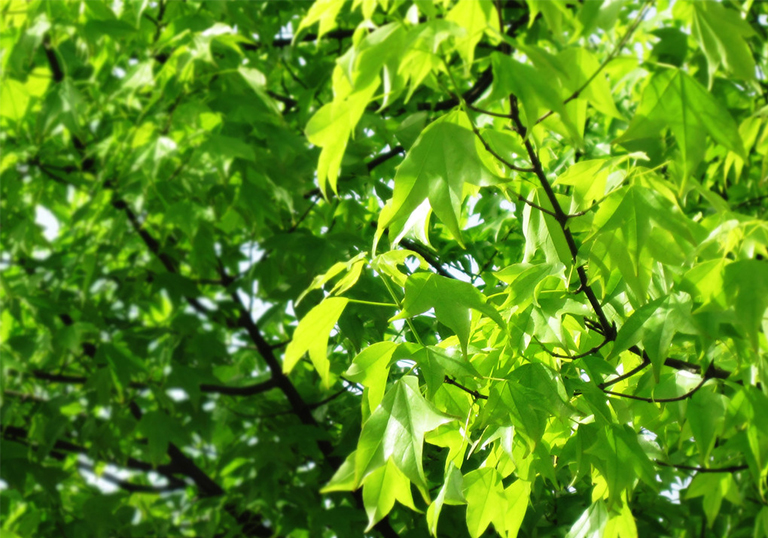 光合作用基礎(chǔ)學習指南
