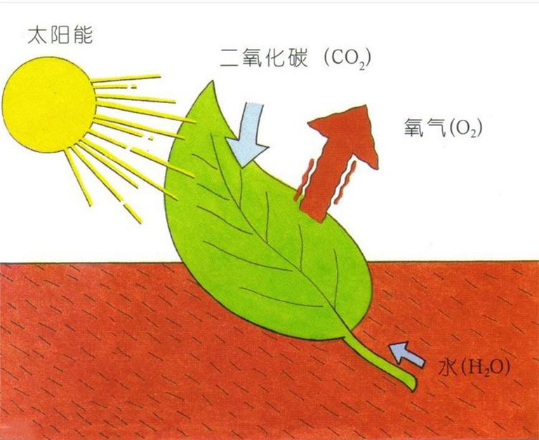 光合作用基礎(chǔ)學習指南