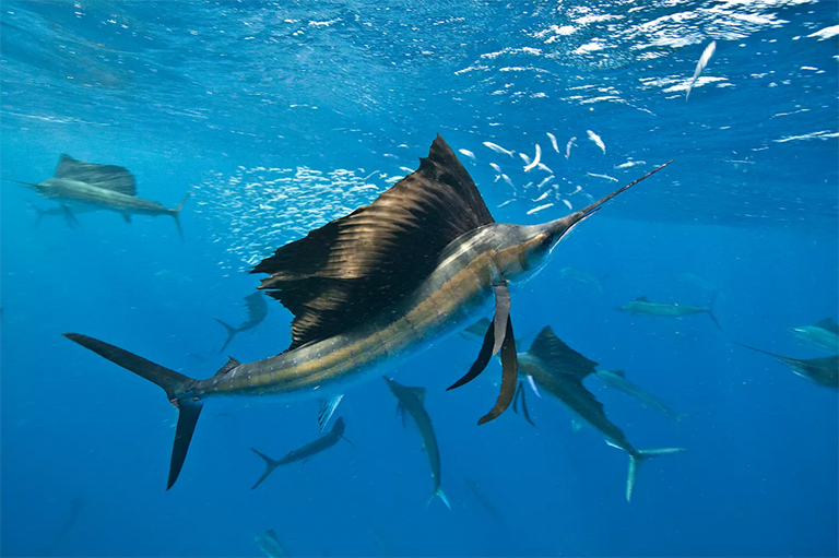 水下視圖的組旗魚(yú)沙丁魚(yú)