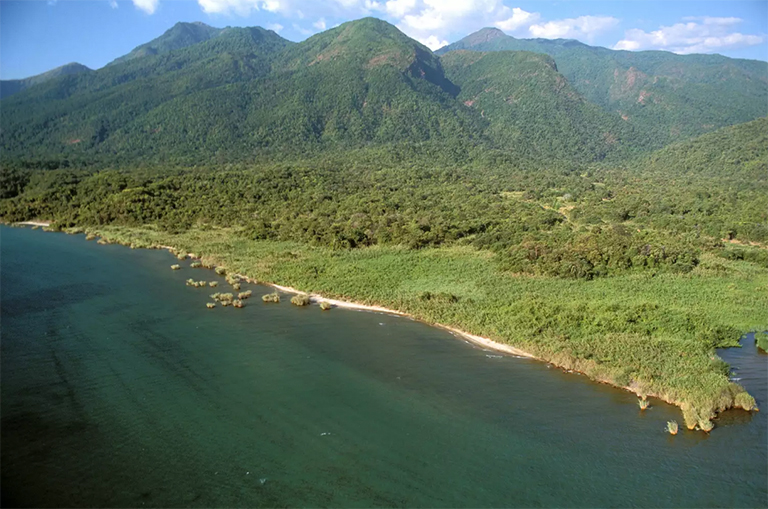 混交林，黑猩猩棲息地。 東岸，坦any尼喀湖，坦桑尼亞馬哈萊山脈國家公園
