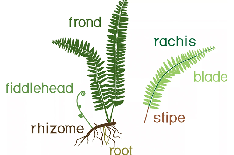 植物根莖.jpg 植物根莖