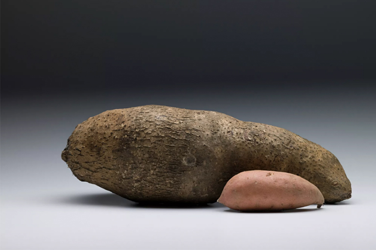 植物根莖.jpg 植物根莖