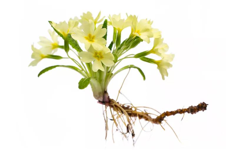 植物根莖.jpg 植物根莖